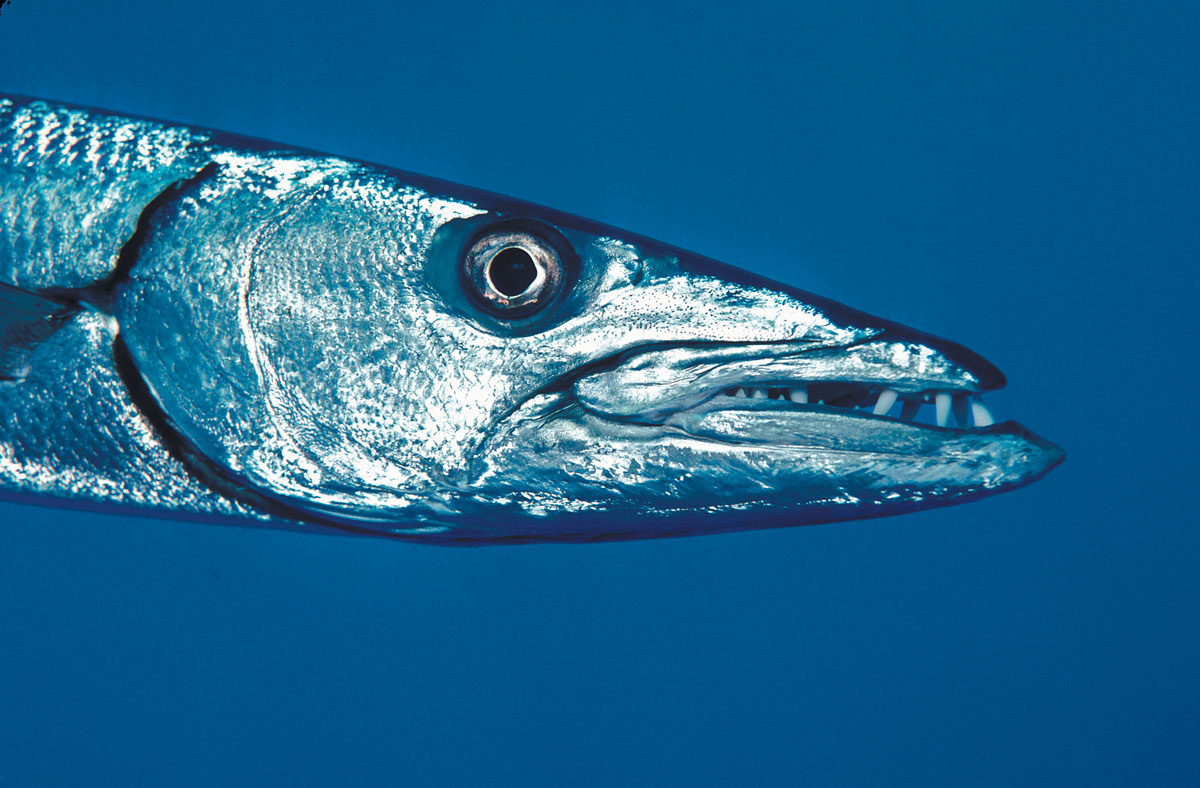 More Than A Mouthful How Fishes Use Their Mouths Dive Training