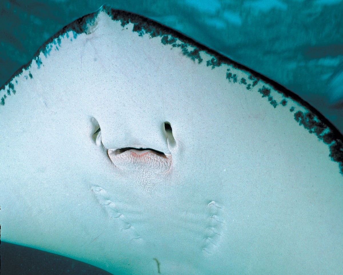 Why Do Fish Have Lips