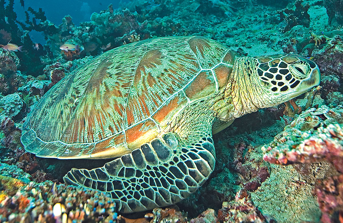 Green Sea Turtles