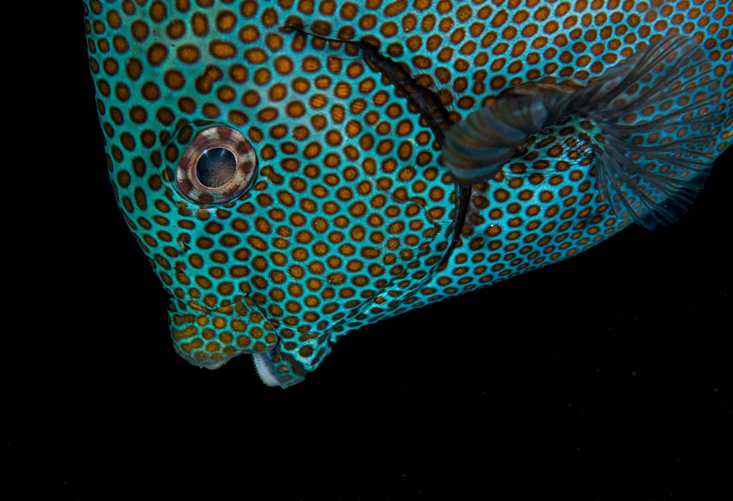 Why Are Reef Fish So Colorful? The Science Behind The Beauty Dive