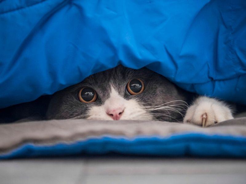 Bahaya Kucing Bagi Ibu Hamil Bunda harus mengenal keputihan di saat