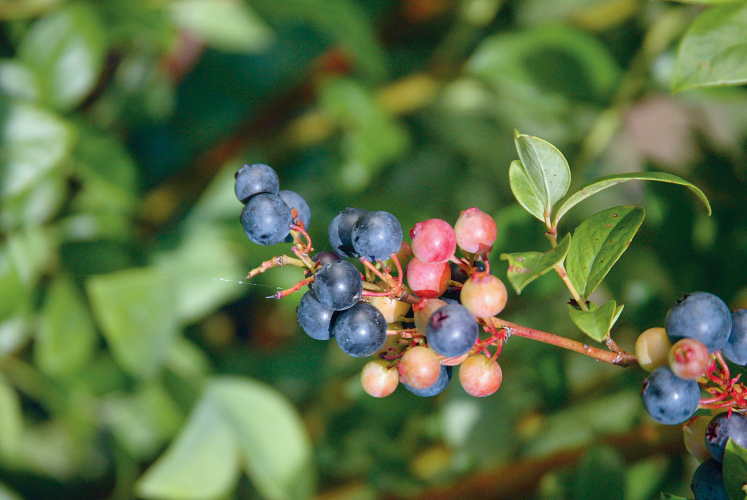 North Carolina Blueberry Festival North Carolina Field and Family