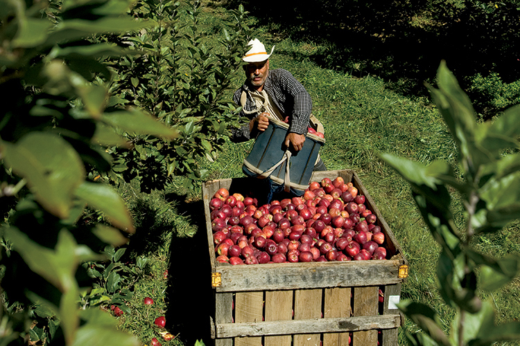Apples Blossom in North Carolina
