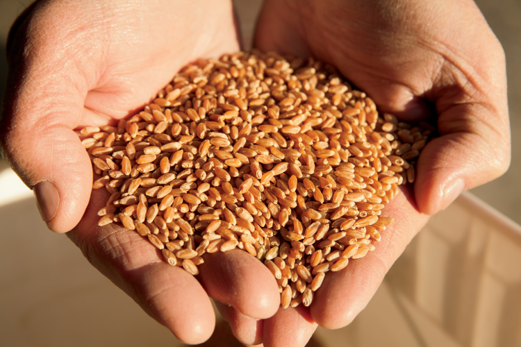 Farm Facts About Wheat