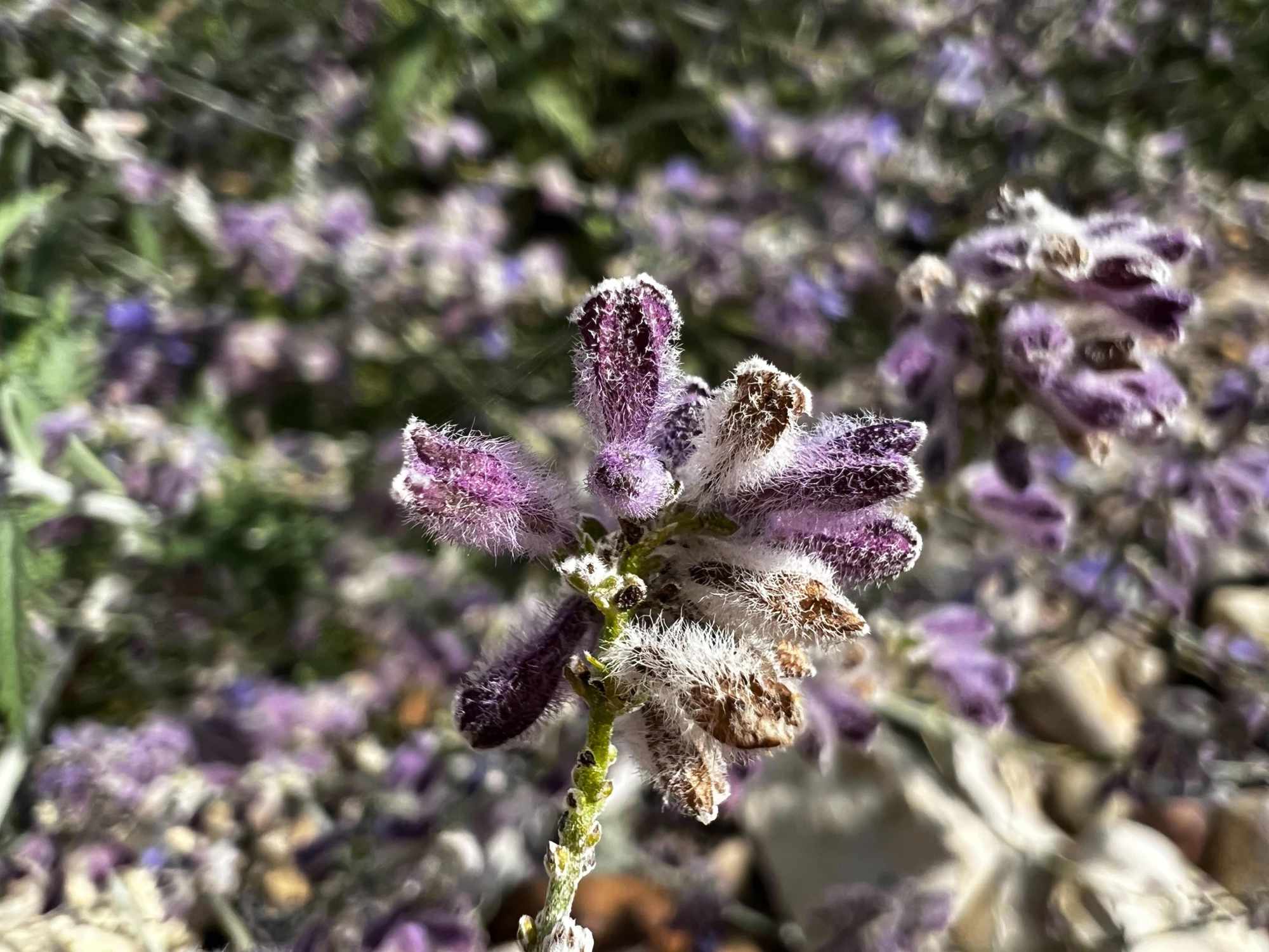 how-to-take-iphone-13-pro-macro-photos-and-videos-9to5mac