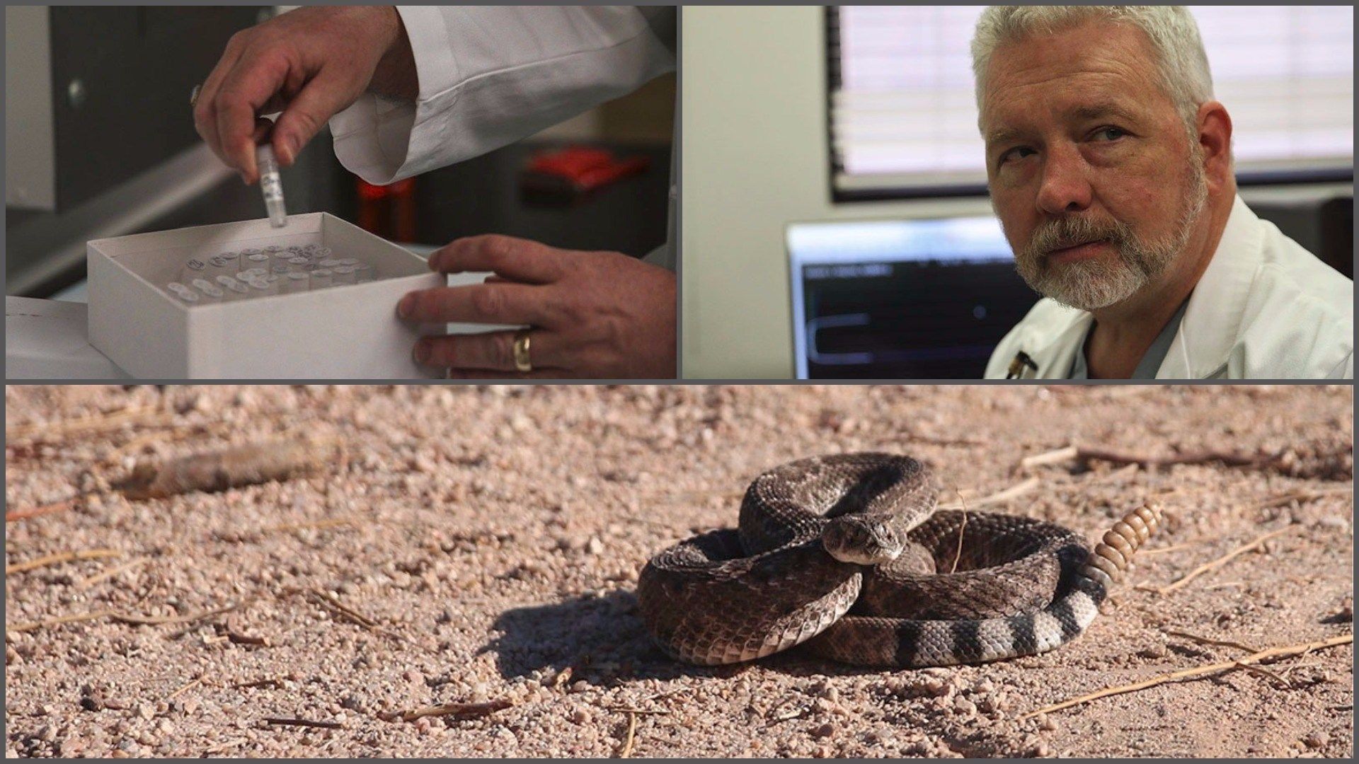 UA doctor’s drug could buy time between rattlesnake bite, antiv