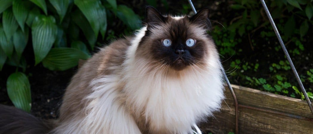 Himalayan Cat Breed Complete Guide AZ Animals