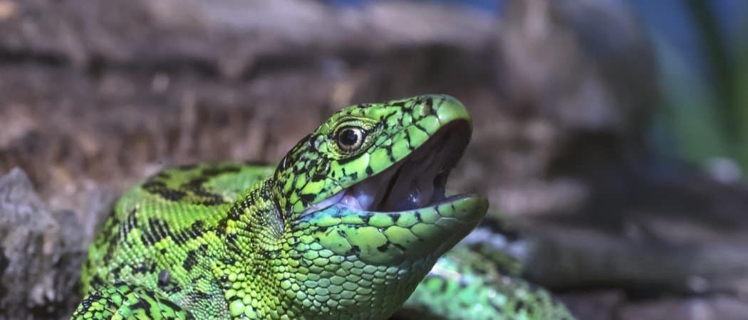 Sand Lizard Animal Facts Lacerta agilis AZ Animals
