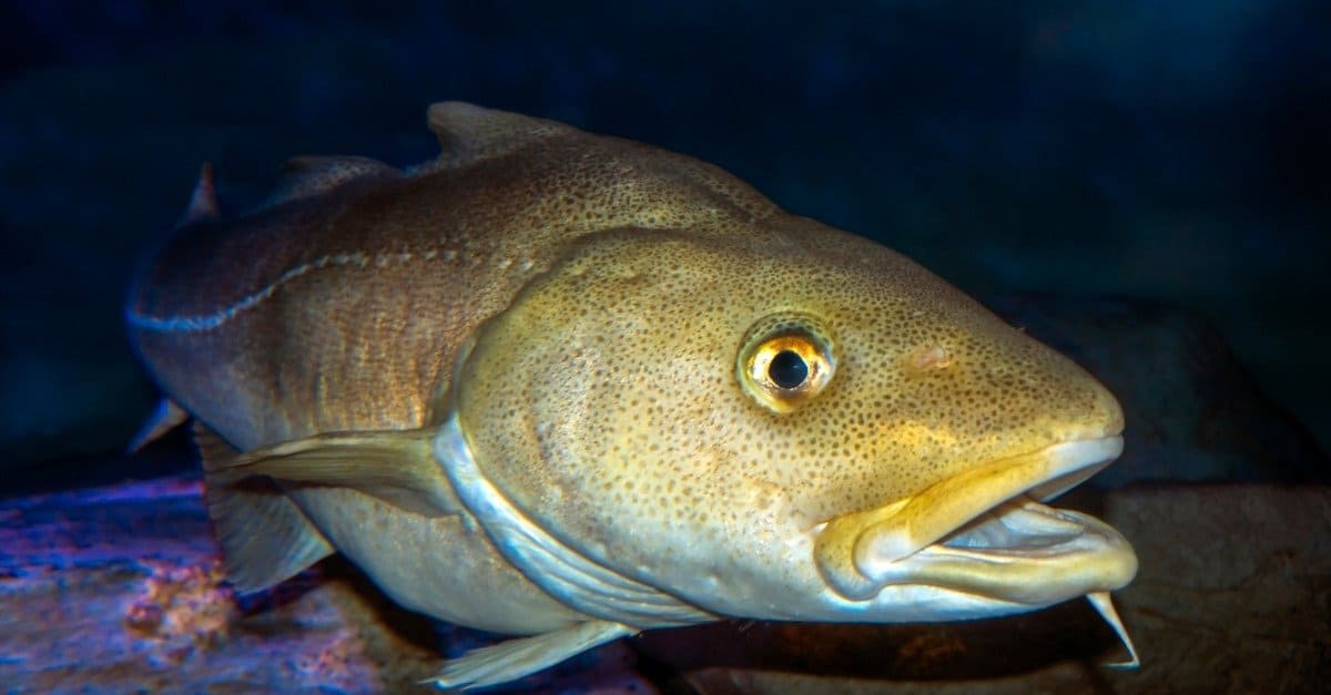 Codfish Fish Facts AZ Animals