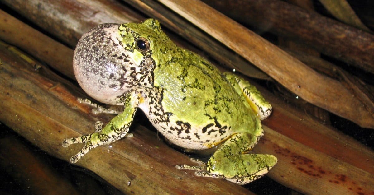 Gray Tree Frog AZ Animals