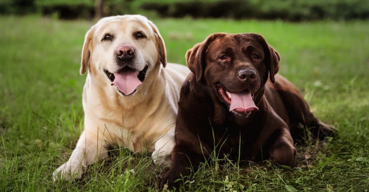 Do Labrador Retrievers Make Good House Pets? Everything To Know About