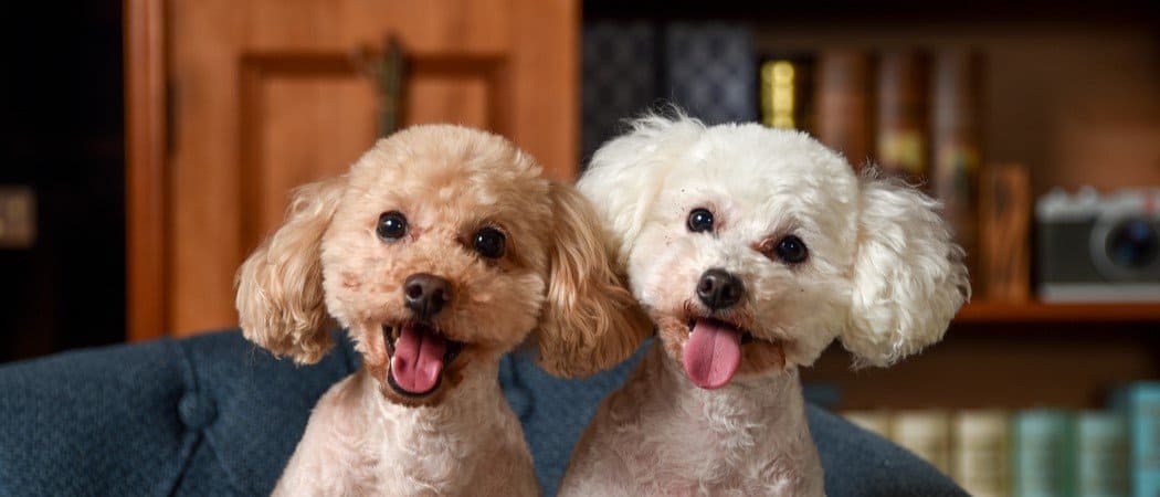 Toy Poodle Dog Breed Complete Guide AZ Animals