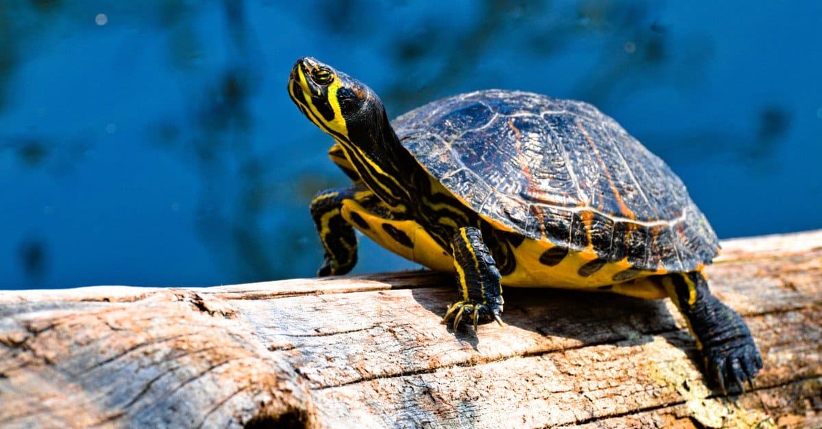 10 Types of Turtles in Florida AZ Animals