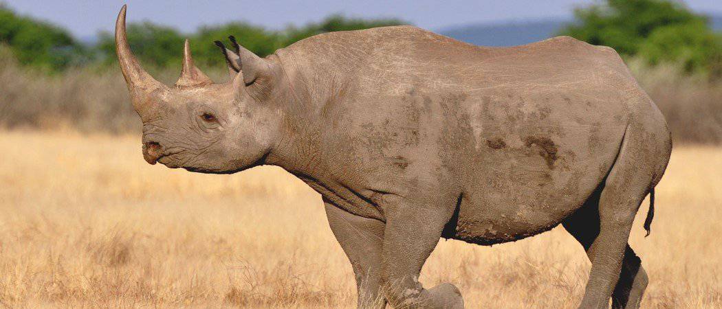 Extinct Animals 12 Species That Are Gone Forever AZ Animals
