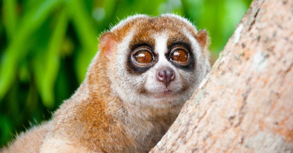 Estes 14 Animais Têm os Olhos Maiores do Mundo Animais AZ