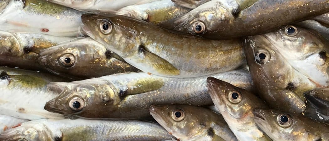 Haddock Fish Facts Melanogrammus aeglefinus AZ Animals