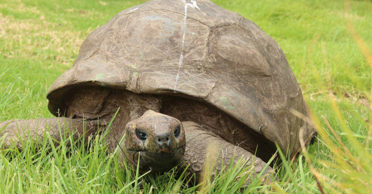 Discover the World’s Oldest Tortoise (190 Years Old!) IMP WORLD