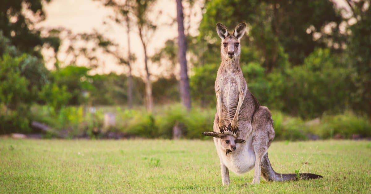 Discover the 4 Largest Kangaroo Species AZ Animals