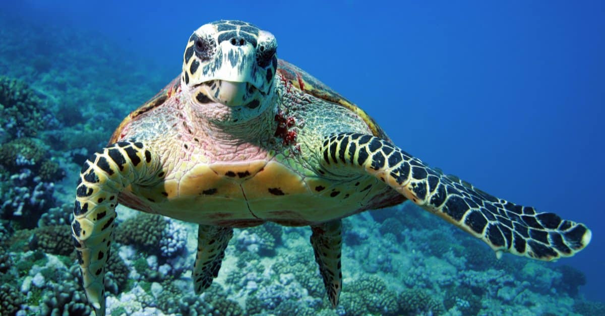 Sea Turtle vs Land Turtle What Are The Differences? AZ Animals