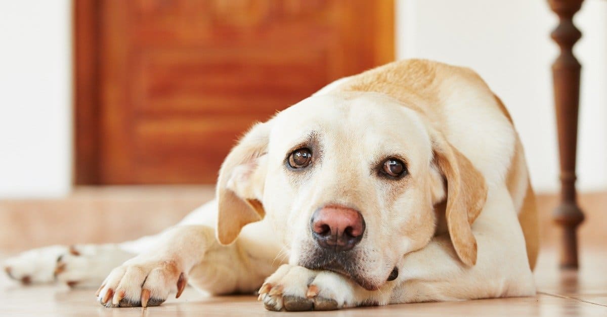 Labrador Retriever Lifespan How Long Do Labs Live? AZ Animals