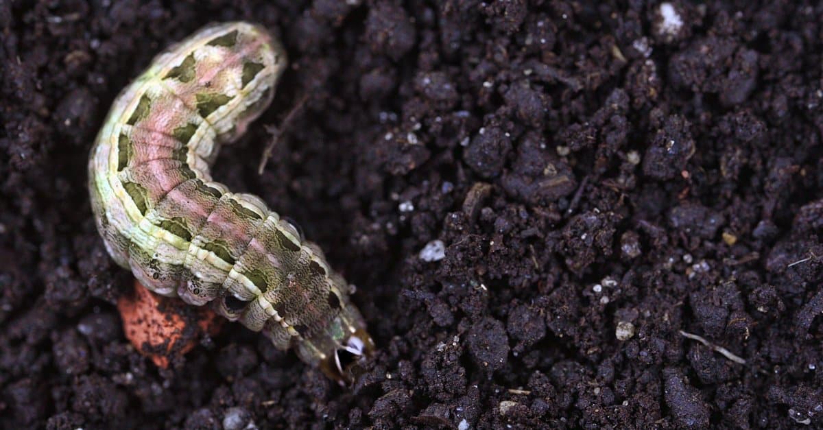 What Do Armyworms Eat? AZ Animals