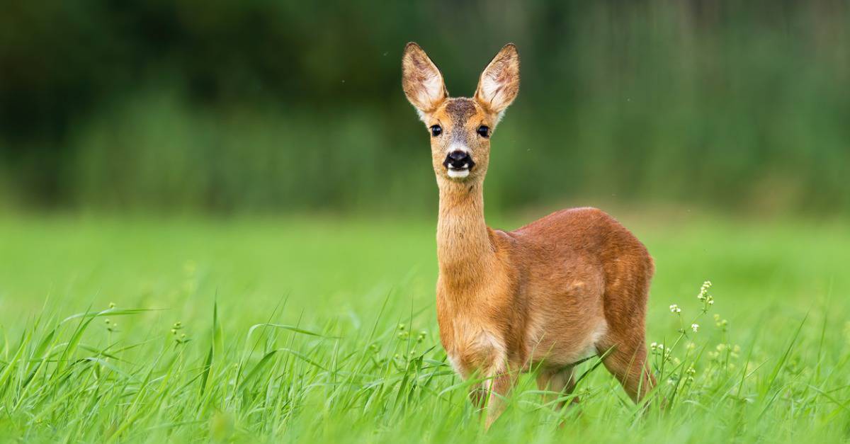 How Do Deer Stay Warm in the Winter? AZ Animals