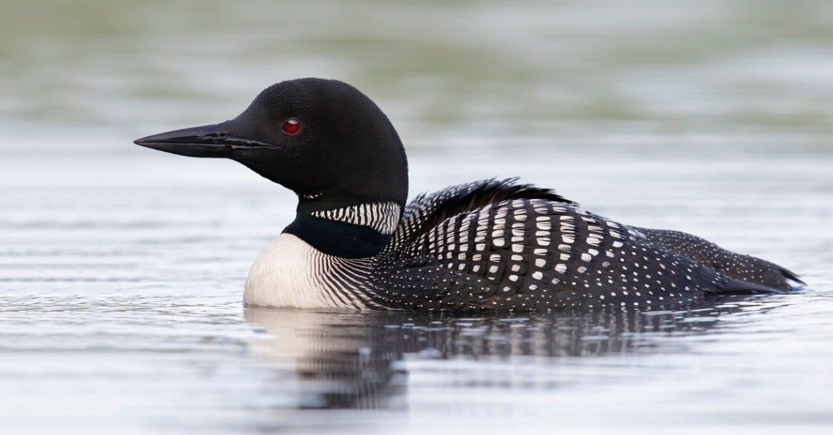 Loons In Winter