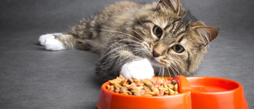 Blue Buffalo Weight Control Cat Food Reviewed and Ranked