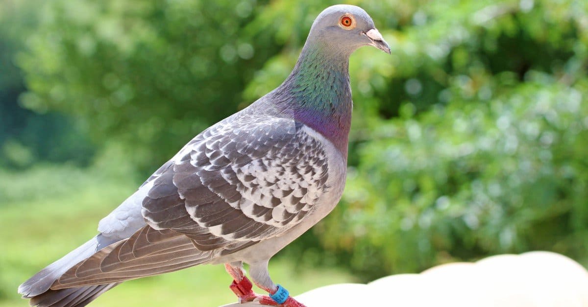 How Did the Carrier Pigeon (Passenger Pigeon) Go Extinct and When? AZ