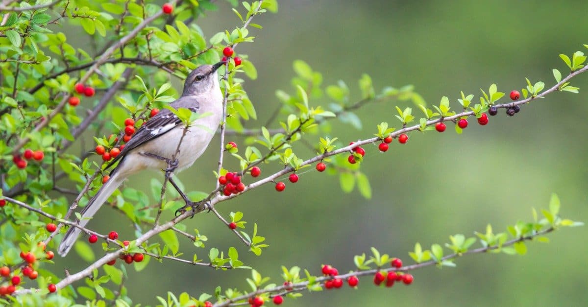 What Do Mockingbirds Eat? The Top Foods in their Diet AZ Animals