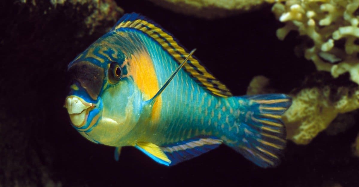 What Do Parrotfish Eat? AZ Animals