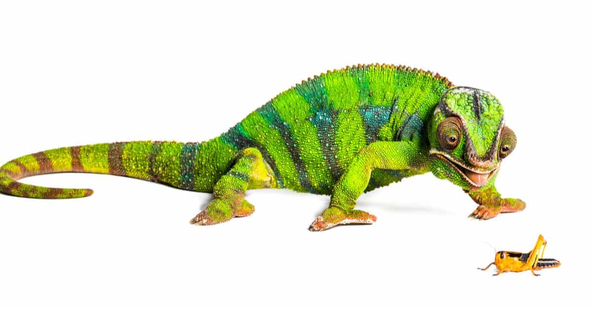 What Do Chameleons Eat? 16 Foods in Their Diet AZ Animals