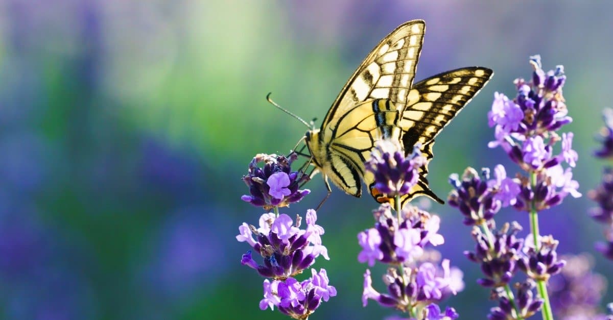 Do Butterflies Drink Blood? And 13 More Surprising Butterfly Facts AZ Animals