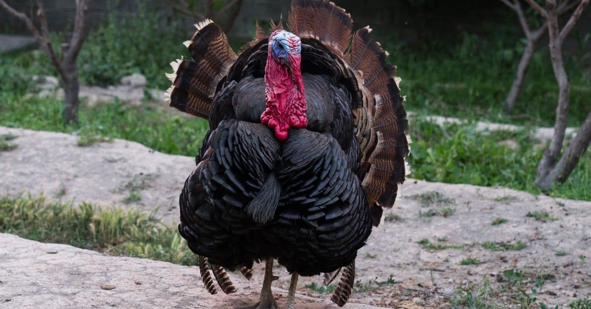 Turkey Lifespan How Long Do Turkeys Live? AZ Animals