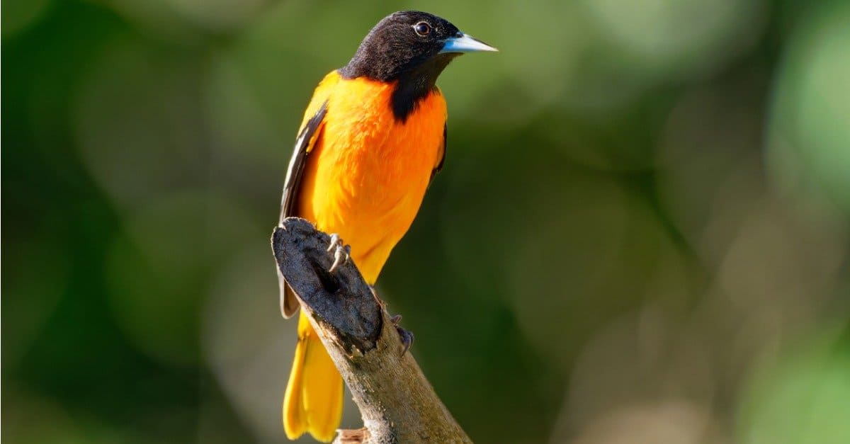 10 Lovely Orange Animals AZ Animals