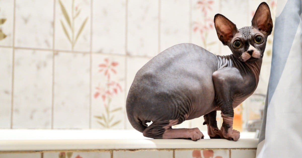 Top 8 Heaviest / Fattest Cats AZ Animals