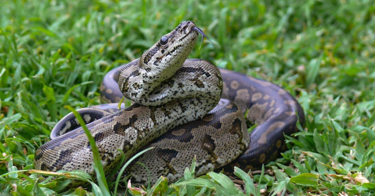 Discover the Largest Rock Python Ever Found Wiki Point