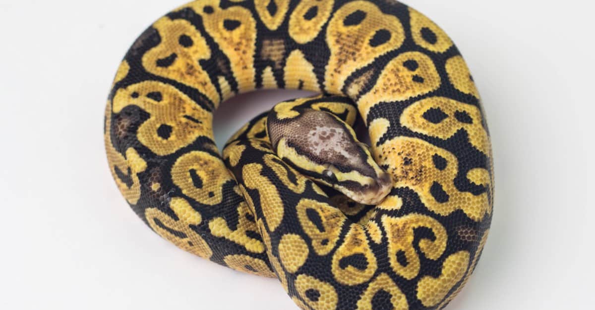 Boa vs Python: How to Tell Them Apart - A-Z Animals
