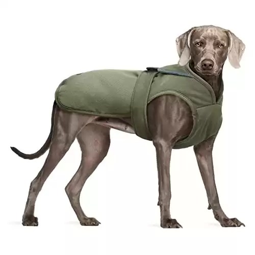 The Best Dog Snowsuits Reviewed and Ranked AZ Animals