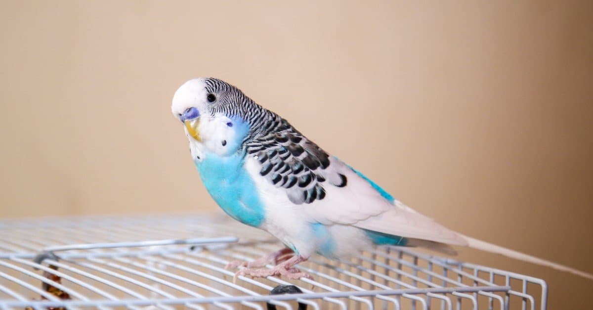 Budgerigar Bird Facts Melopsittacus undulatus AZ Animals