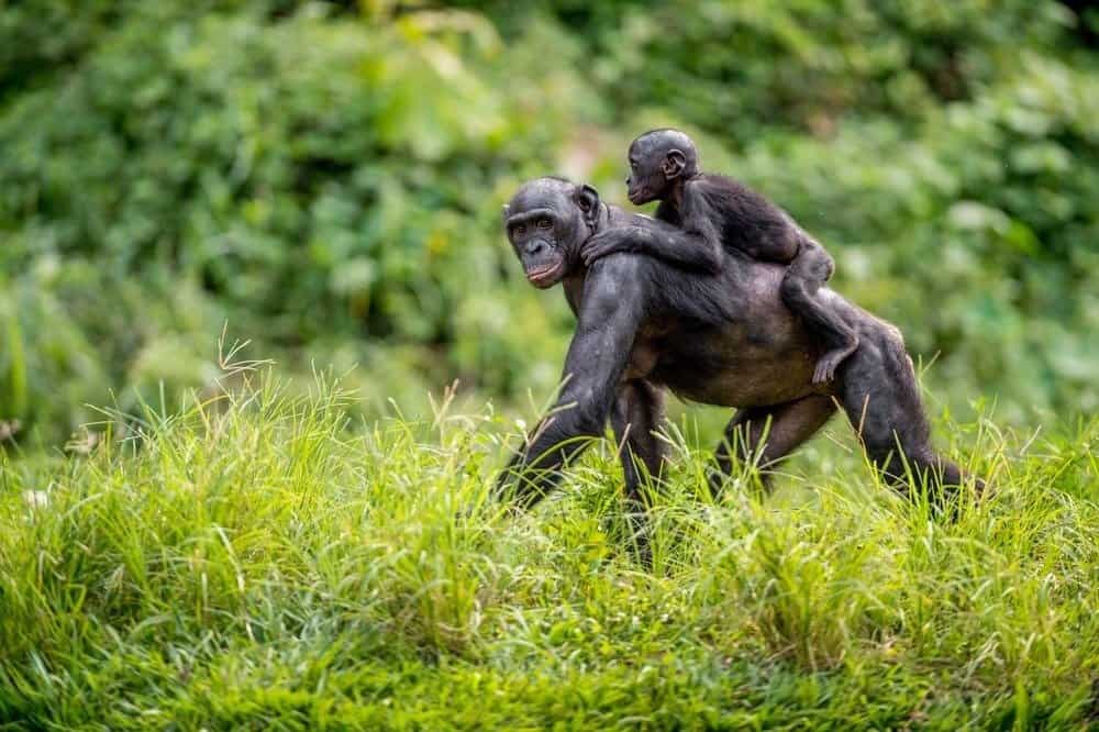 Bonobo Animal Facts Pan paniscus AZ Animals