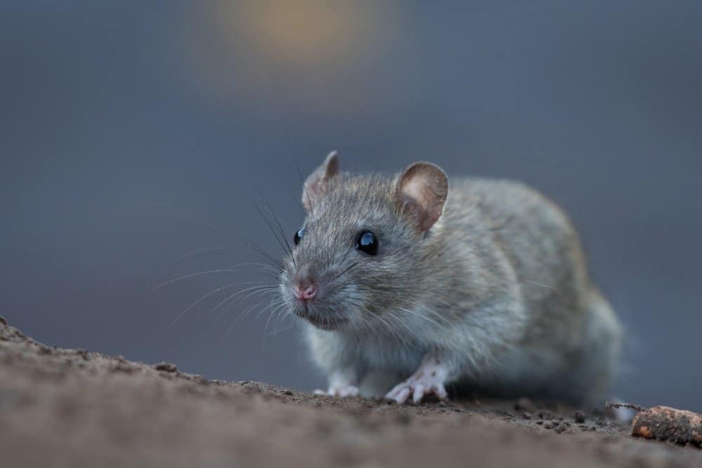 Rat Animal Facts Rattus rattus AZ Animals