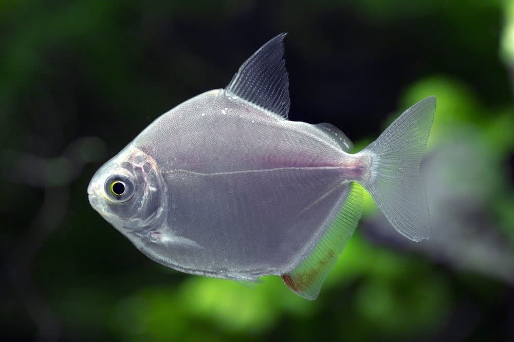 Silver Dollar Fish Facts AZ Animals