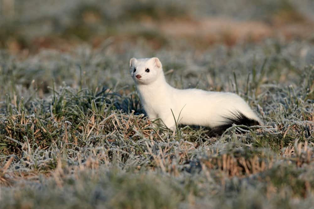 Stoat Animal Facts Mustela Erminea AZ Animals