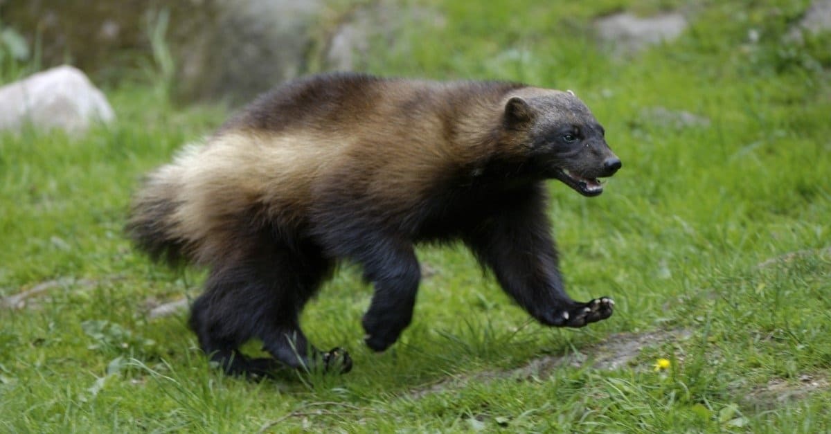 Wolverine Animal Facts Gulo gulo AZ Animals