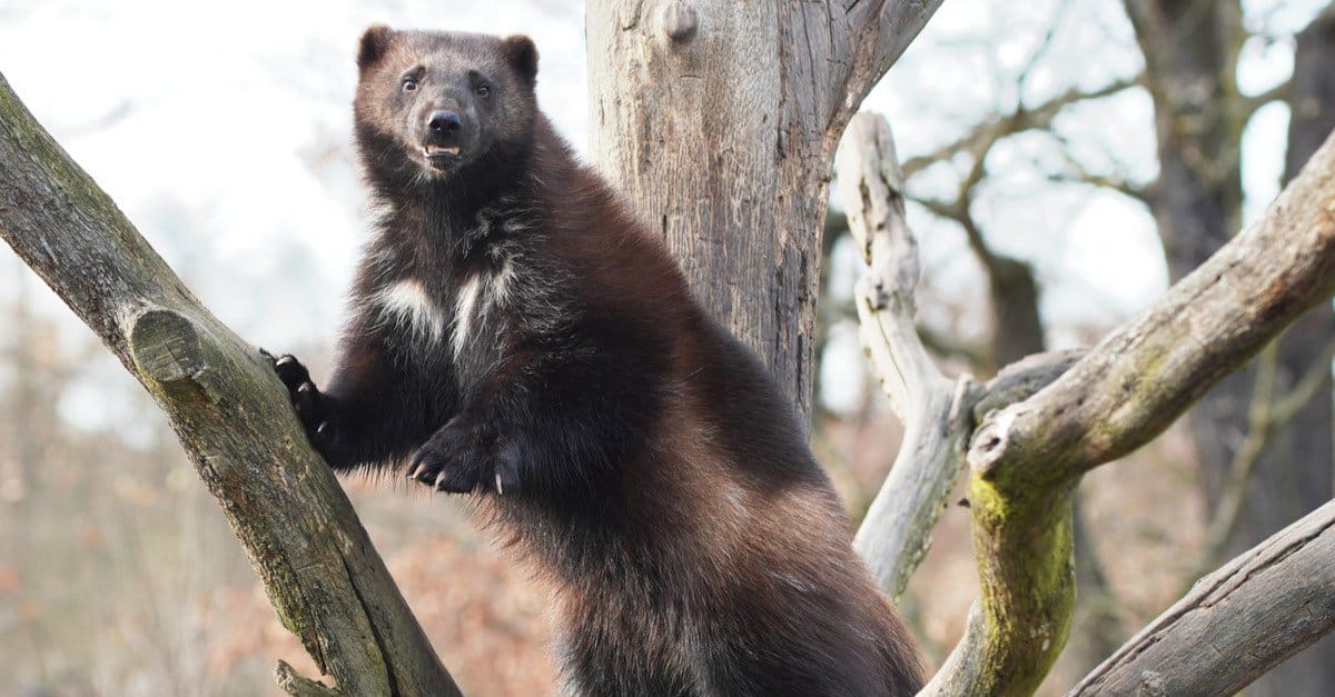 Wolverine Animal Facts Gulo gulo AZ Animals