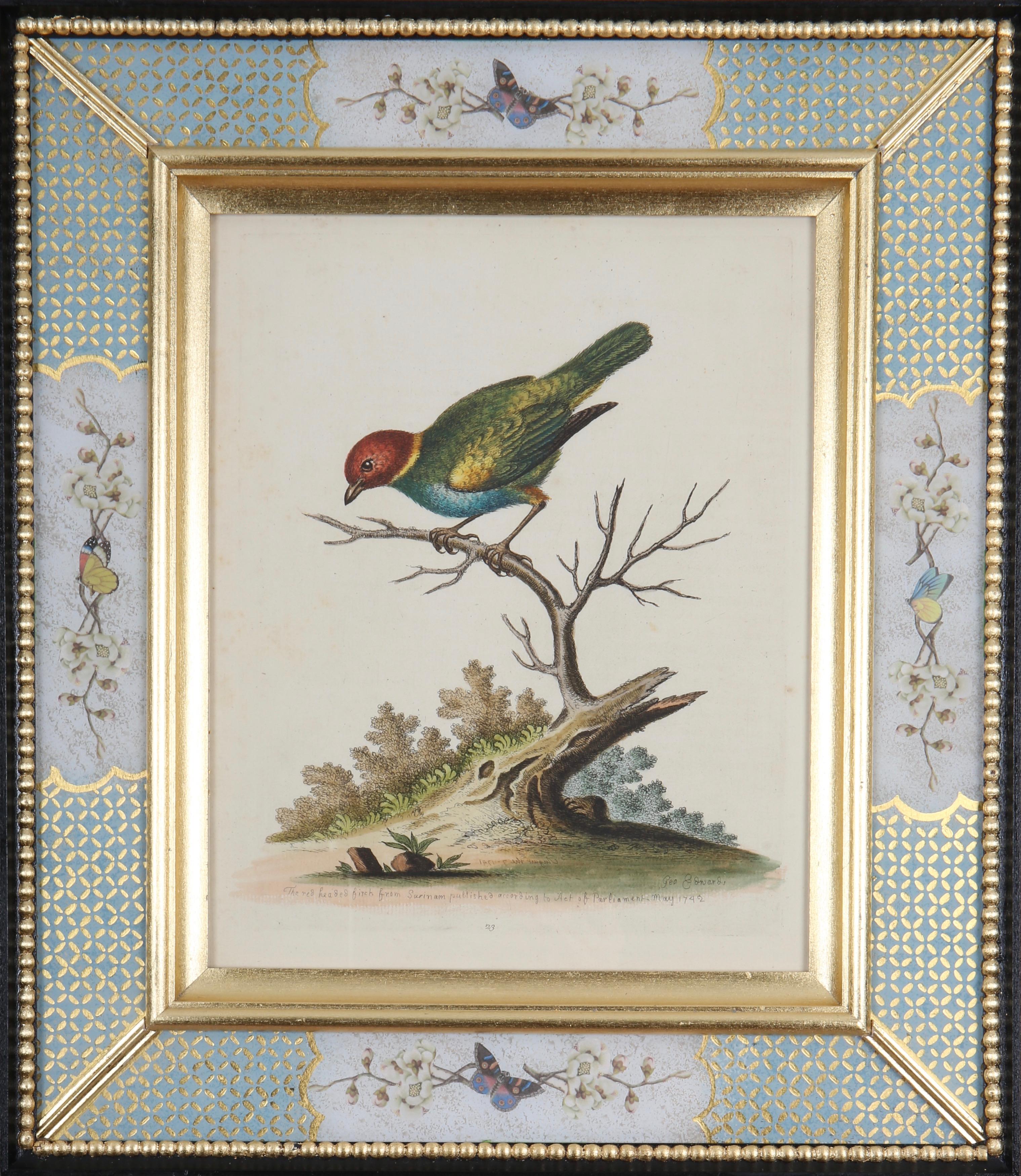 Edwards Edwards 18th Century Engravings of Birds For