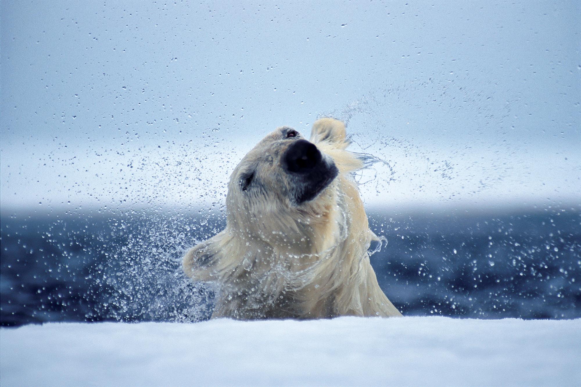 Paul Nicklen The Long Summer For Sale at 1stDibs
