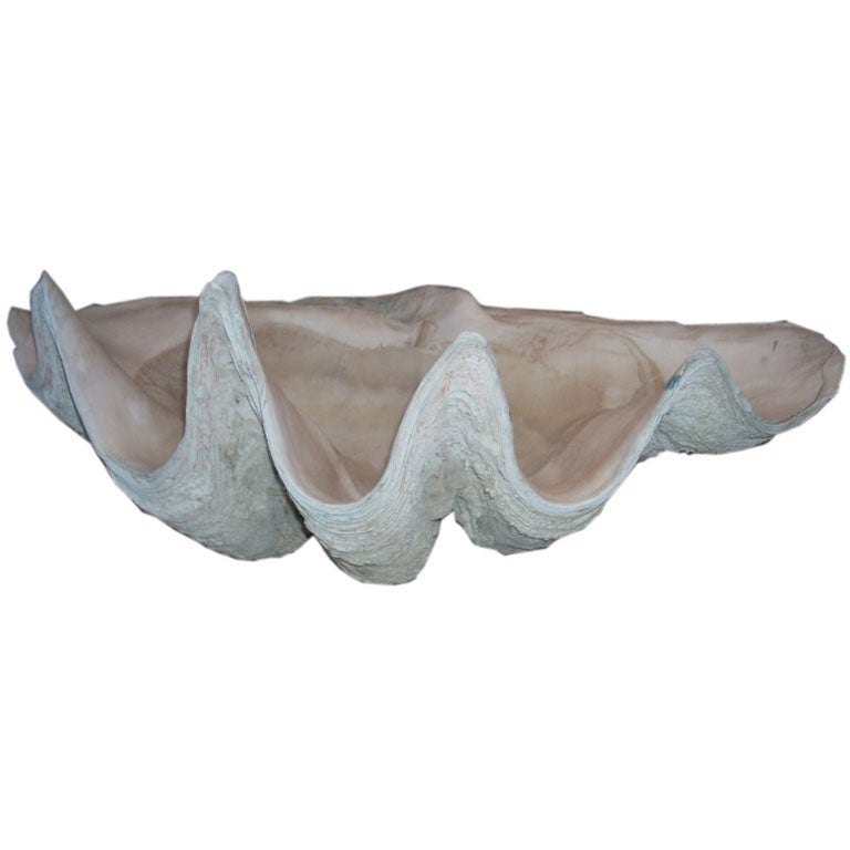 Giant Clam Shells For Sale on 1stDibs giant clam shell value, real