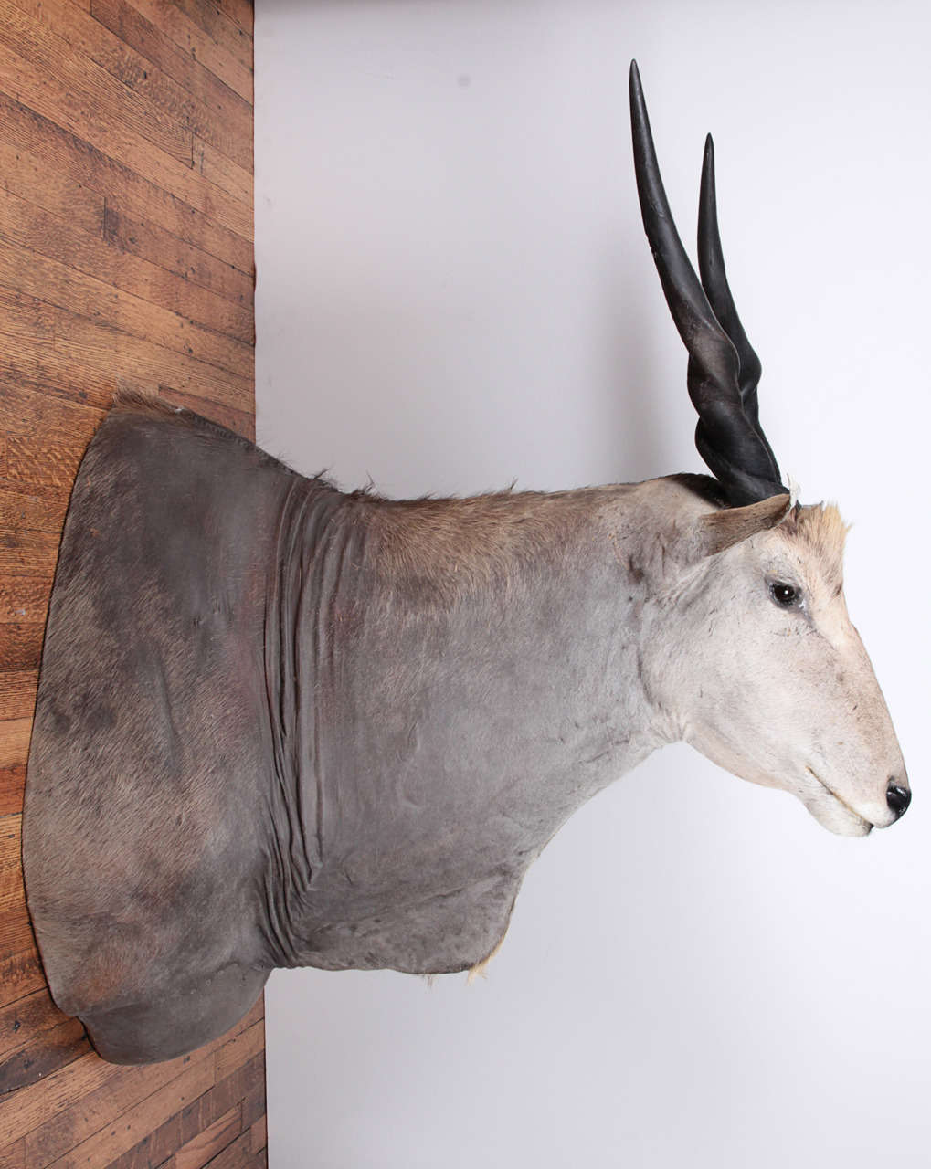 African Eland Taxidermy Shoulder Mount For Sale at 1stdibs